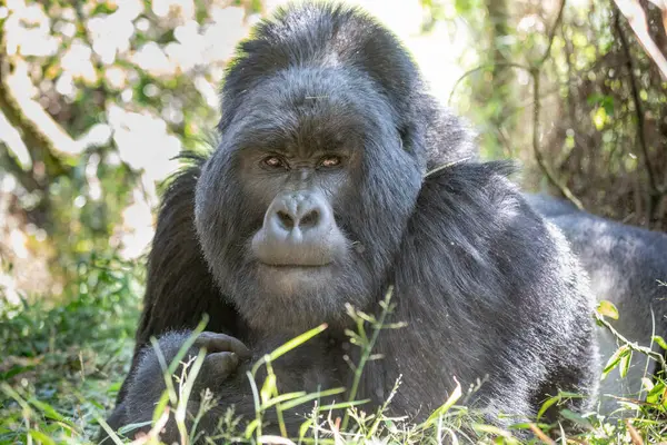 Gorilla Beringei Beringei Selva Del Parque Nacional Mgahinga Gorilla Uganda — Foto de Stock