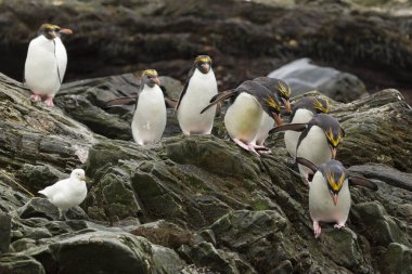 Makarna pengueni (Eudyptes chrysolophus) Güney Georgia adasının kıyısında bulunur.