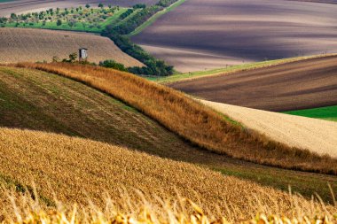 Sonbaharda tarlaların renkleri ve şekilleri