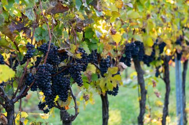 Üzüm bağının sonbahar renkleri. Sabah güneşinde tarlada şarap. Bir demet üzüm topla.