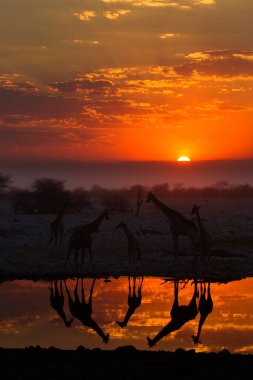 Etosha Ulusal Parkı 'nda zürafa silueti