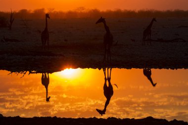 Etosha Ulusal Parkı 'nda zürafa silueti