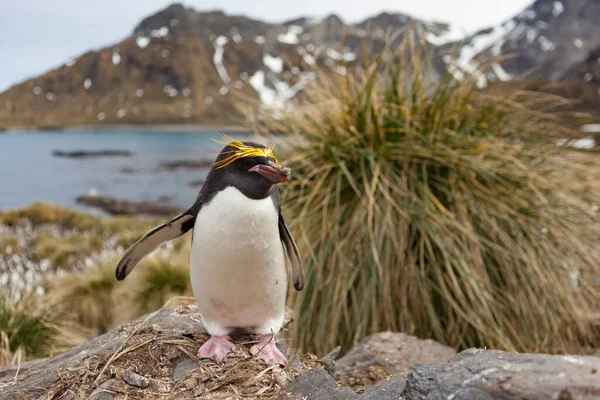Makaróni Pingvin Eudyptes Chrysolophus Dél Grúzia Szigetének Partjainál — Stock Fotó