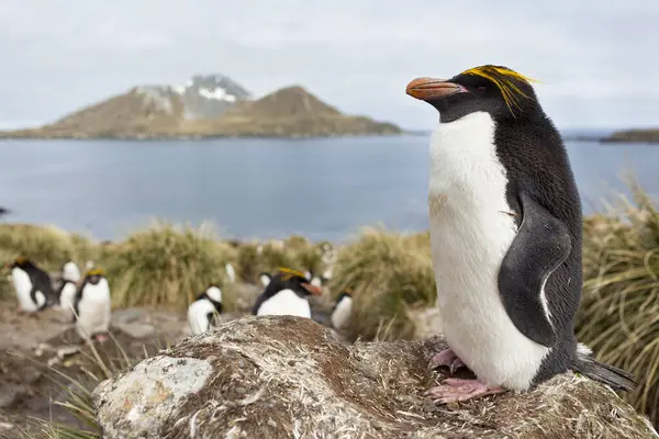 Макаронний Пінгвін Eudypts Brerysolophus Узбережжі Острова Південна Джорджія — стокове фото