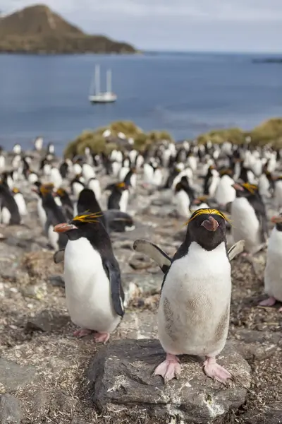 Pinguim Macarrão Eudyptes Chrysolophus Costa Ilha Geórgia Sul — Fotografia de Stock