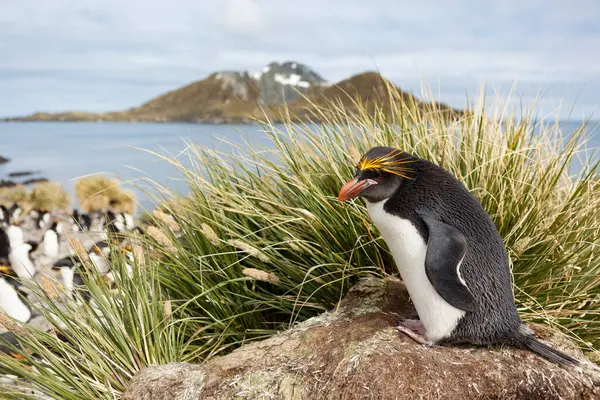 Pingouin Macaroni Eudyptes Chrysolophus Sur Côte Géorgie Sud Île — Photo