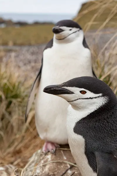 Череп Пінгвін Узбережжі Острова Південна Джорджія — стокове фото