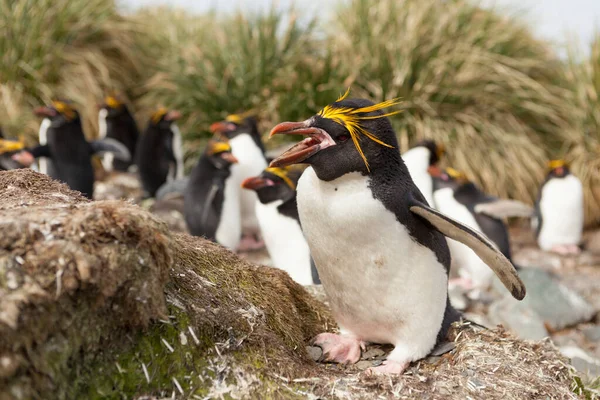 Макаронний Пінгвін Eudypts Brerysolophus Узбережжі Острова Південна Джорджія — стокове фото