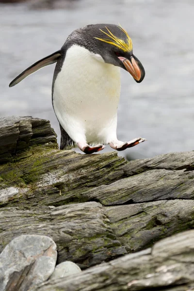 Pinguim Macarrão Eudyptes Chrysolophus Costa Ilha Geórgia Sul — Fotografia de Stock