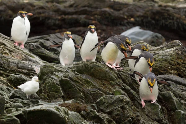 Макаронный Пингвин Eudyptes Chrysolophus Побережье Острова Южная Георгия — стоковое фото