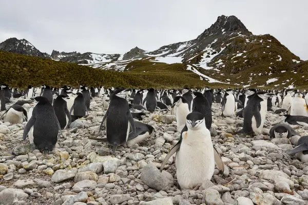 Pinguim Chinstrap Costa Ilha South Georgia — Fotografia de Stock