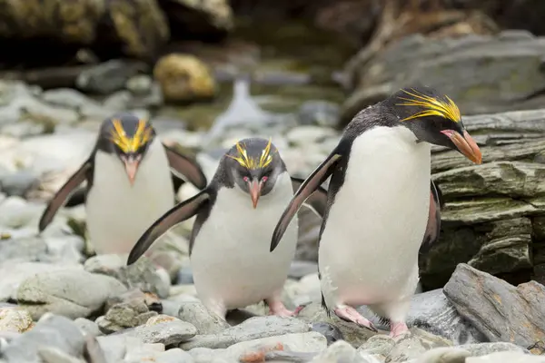 Pingüino Macarrones Eudyptes Chrysolophus Costa Isla Georgia Del Sur — Foto de Stock