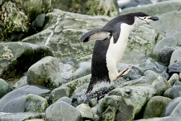 Череп Пінгвін Узбережжі Острова Південна Джорджія — стокове фото