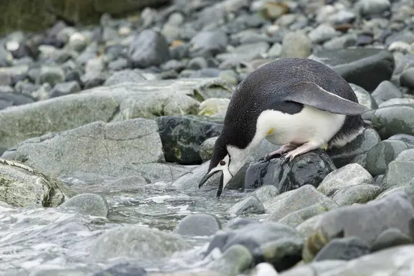 Chinstrap Pinguïn Aan Kust Van South Georgia Island — Stockfoto
