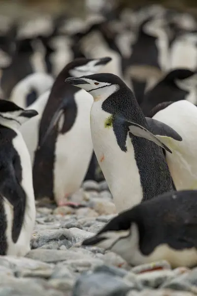 Chinstrap Pingwin Wybrzeżu Wyspy Georgia Południowa — Zdjęcie stockowe