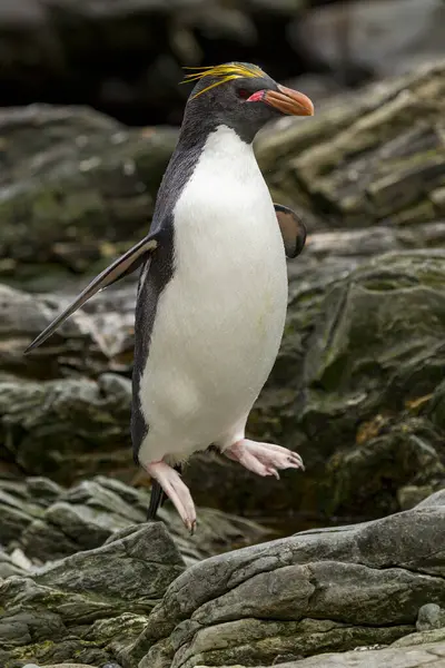 Makaróni Pingvin Eudyptes Chrysolophus Dél Grúzia Szigetének Partjainál — Stock Fotó