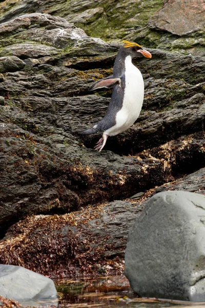 Πιγκουίνος Του Μακαρονιού Eudyptes Chrysolophus Στην Ακτή Του Νησιού Της — Φωτογραφία Αρχείου
