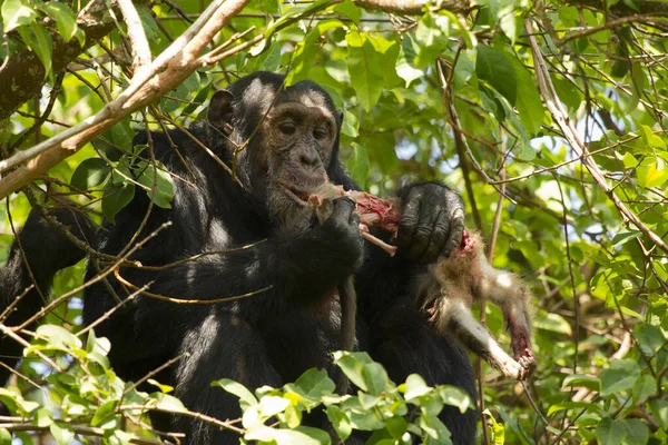 Общий Шимпанзе Махале Озере Танганьика Танзании — стоковое фото