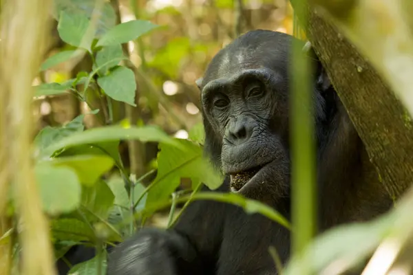 Chimpanzé Comum Mahale Lago Tanganica Tanzânia — Fotografia de Stock