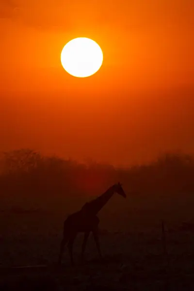 Sylwetka Żyrafy Parku Narodowym Etosha — Zdjęcie stockowe
