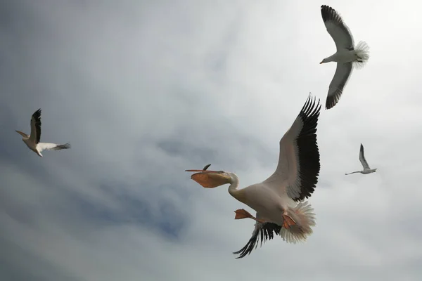 Пелікан Узбережжі Затоки Уолвіс — стокове фото