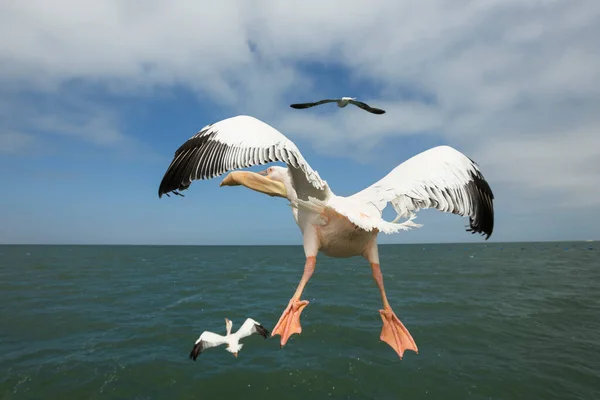 Пелікан Узбережжі Затоки Уолвіс — стокове фото