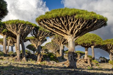 Egzotik ve eşsiz Socotra ejderha ağacı, Dracaena cinnabari