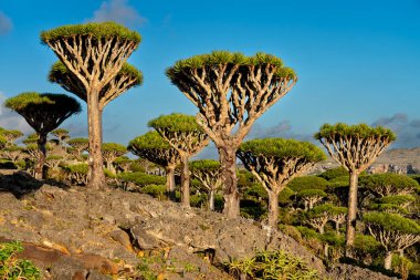 exotic and unique Socotra dragon tree, Dracaena cinnabari clipart