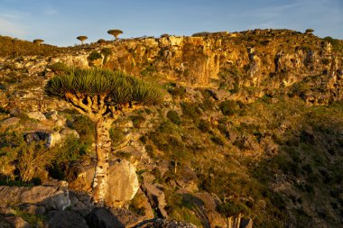 Egzotik ve eşsiz Socotra ejderha ağacı, Dracaena cinnabari