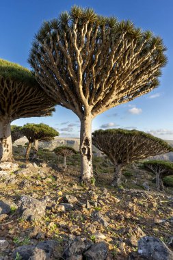 Egzotik ve eşsiz Socotra ejderha ağacı, Dracaena cinnabari