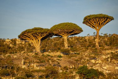 Egzotik ve eşsiz Socotra ejderha ağacı, Dracaena cinnabari
