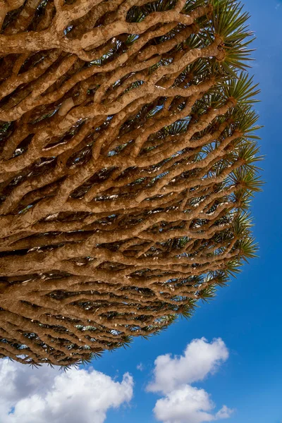 Exotische Unieke Socotra Draak Boom Dracaena Cinnabari — Stockfoto