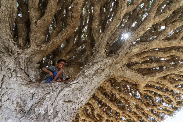 Eksotis Dan Unik Pohon Naga Socotra Dracaena Cinnabari — Stok Foto