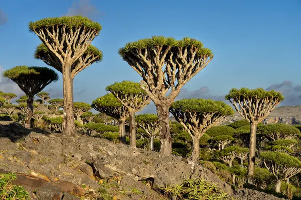 Egzotik ve eşsiz Socotra ejderha ağacı, Dracaena cinnabari