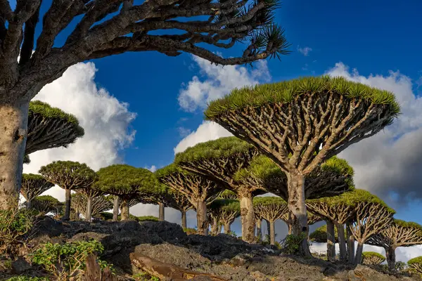 Egzotik ve eşsiz Socotra ejderha ağacı, Dracaena cinnabari