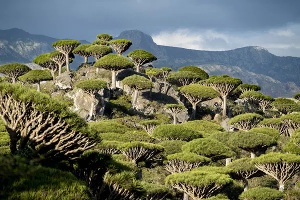 Egzotik ve eşsiz Socotra ejderha ağacı, Dracaena cinnabari