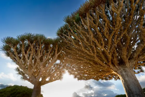 Exótico Único Árbol Dragón Socotra Dracaena Cinnabari — Foto de Stock