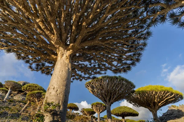 Экзотическое Уникальное Дерево Дракона Socotra Кинотеатр Dracaena — стоковое фото