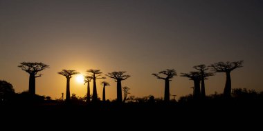 Dünyanın en ünlü baobab sokağı. Madagaskar 'da muhteşem ağaçlar