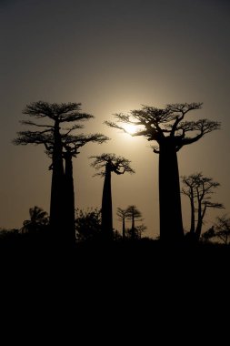 Dünyanın en ünlü baobab sokağı. Madagaskar 'da muhteşem ağaçlar