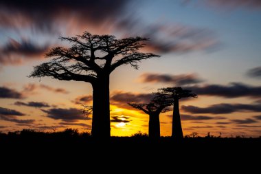 Dünyanın en ünlü baobab sokağı. Madagaskar 'da muhteşem ağaçlar