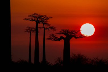 Dünyanın en ünlü baobab sokağı. Madagaskar 'da muhteşem ağaçlar