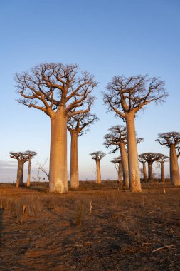 Dünyanın en ünlü baobab sokağı. Madagaskar 'da muhteşem ağaçlar