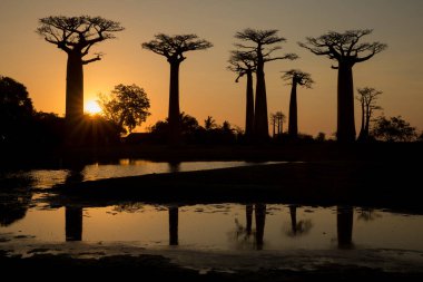 Dünyanın en ünlü baobab sokağı. Madagaskar 'daki muhteşem ağaçlar. Sudaki yansıma