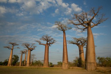 Dünyanın en ünlü baobab sokağı. Madagaskar 'da muhteşem ağaçlar