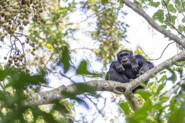 Ruanda 'daki Ulusal Park Nyungwe Ormanı' ndaki şempanze.