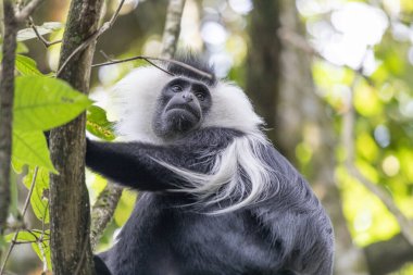 colobus monkey in National Park Nyungwe Forest in Rwanda clipart
