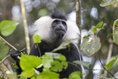 Ruanda 'daki Ulusal Park Nyungwe Ormanı' nda Colobus Maymunu