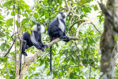 Ruanda 'daki Ulusal Park Nyungwe Ormanı' nda Colobus Maymunu