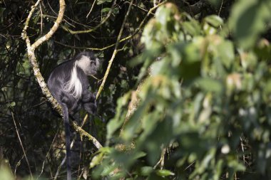 Ruanda 'daki Ulusal Park Nyungwe Ormanı' nda Colobus Maymunu